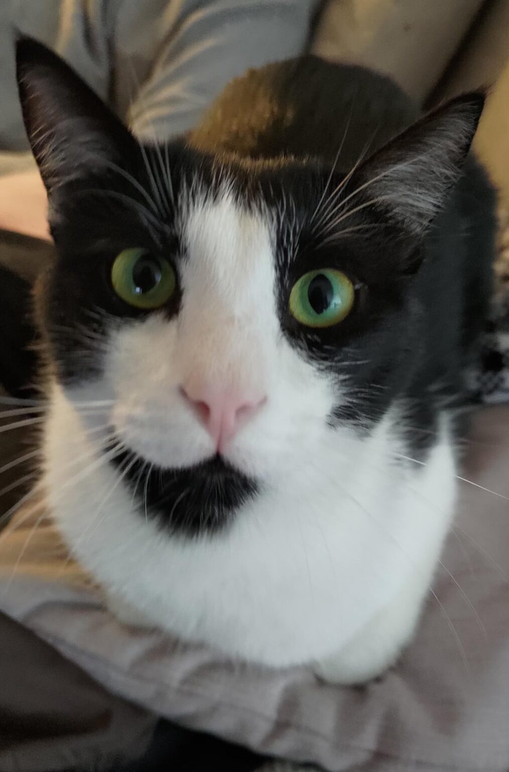 行方不明の猫