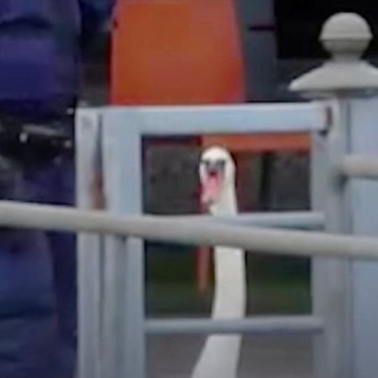 私はこの国を愛しています