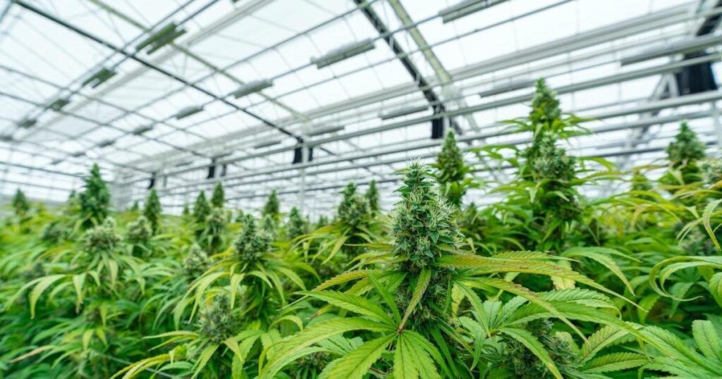 最初の2つの大麻協会が運営ライセンスを付与