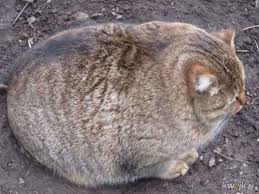 この猫についてどう思いますか?