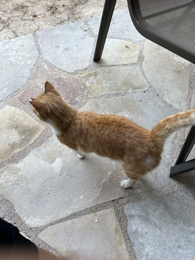 猫の耳の先を切っていますか？