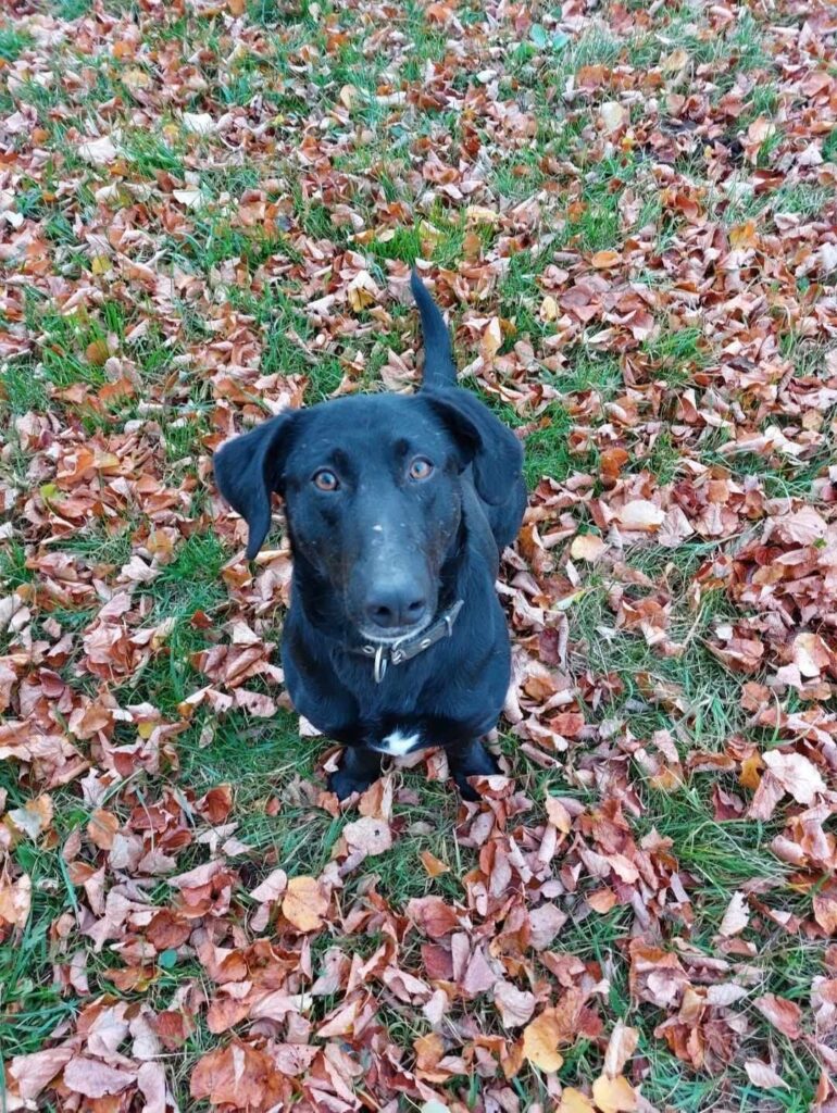 SOS 3匹の6歳犬が新しいお家を探しています!