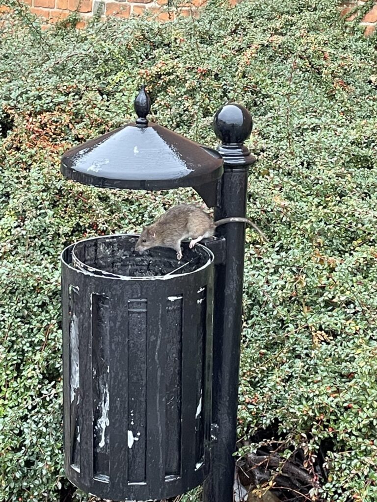 ワルシャワ中心部のリスと鳥 😍
