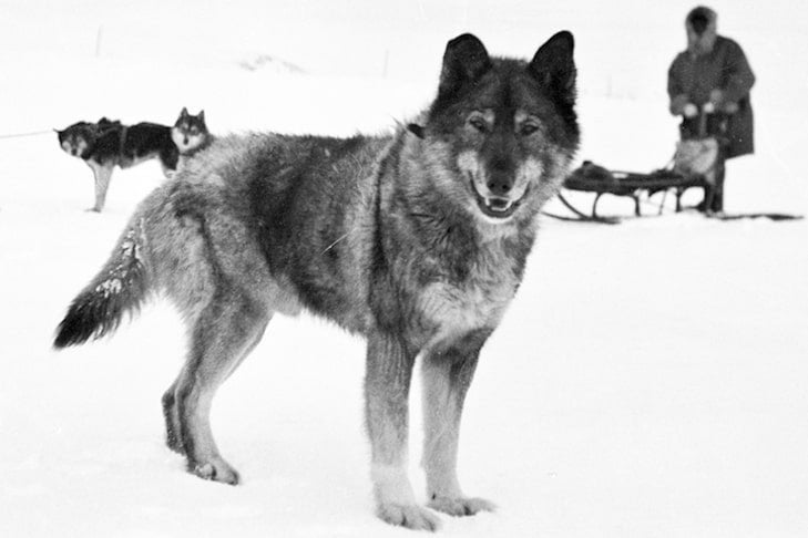 トガトガミームが始まりました。 代わりに、伝説の犬、トーゴ・トーゴを紹介します。