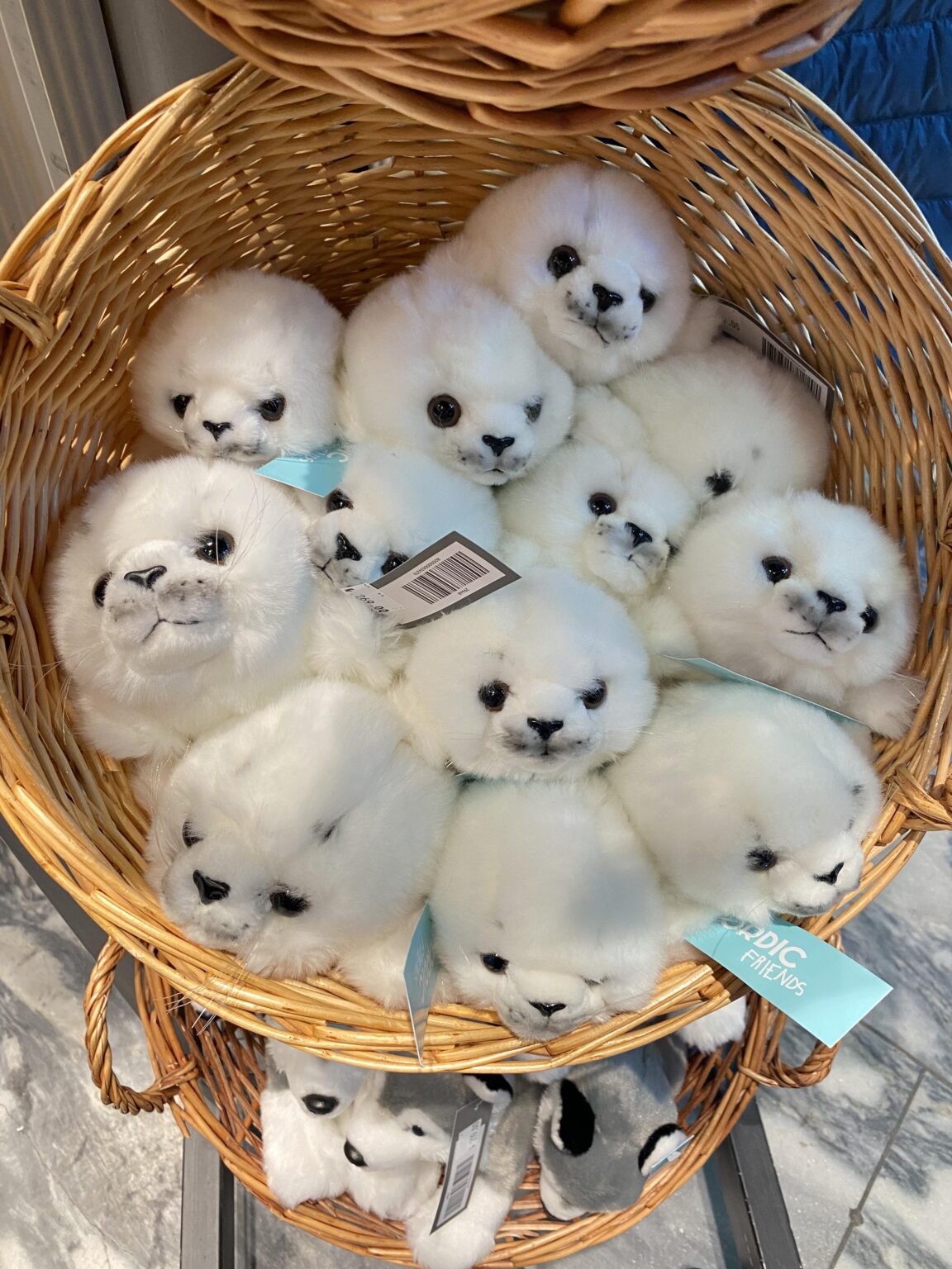 かごに入ったこの卵はどこで見つけられますか 🦭
