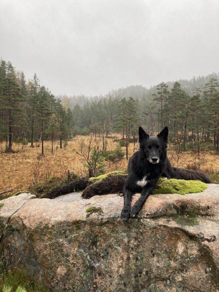 今日はノルウェー南部の旅です。 いよいよ雪が舞ってきました。 犬がいると旅はいつもより楽しくなります。