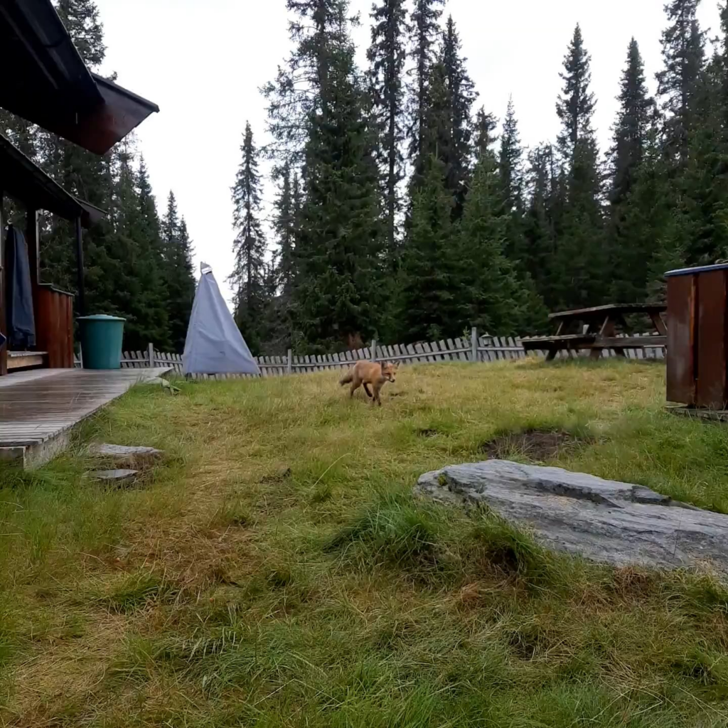 先週、私が小屋にいたとき、突然...