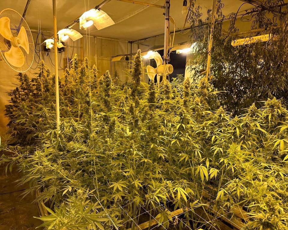 チェルニーヒウ州、2023年6月、警察によって大麻農場が解体された。 戦争中のウクライナでは麻薬市場が活況を呈し続けている。 残念ながら、これはうまくいきませんでした。
