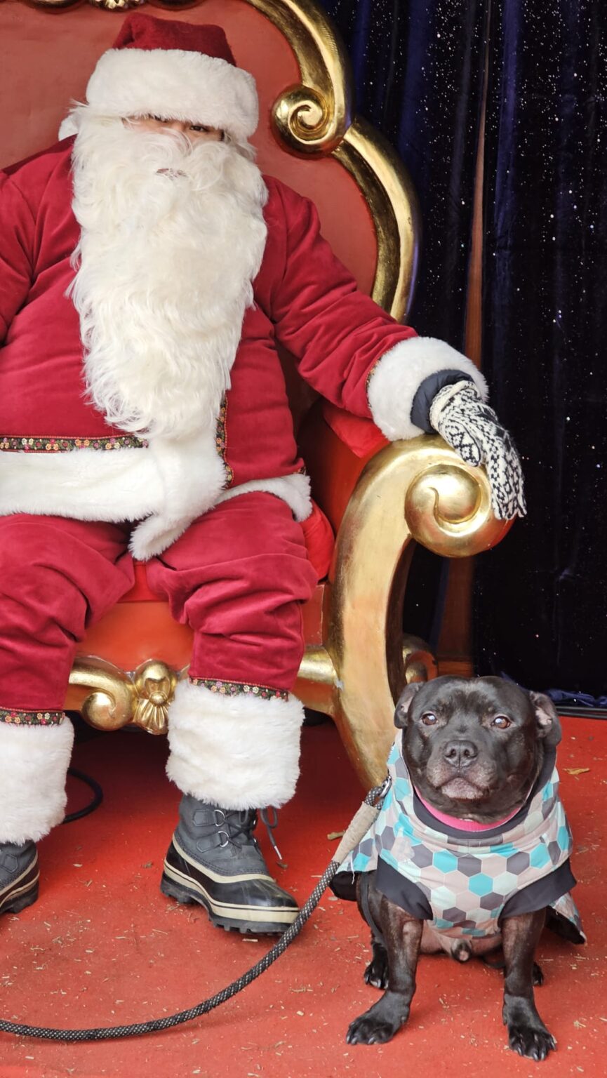 車を必要としない、犬に優しいクリスマス休暇のアイデアを探しています