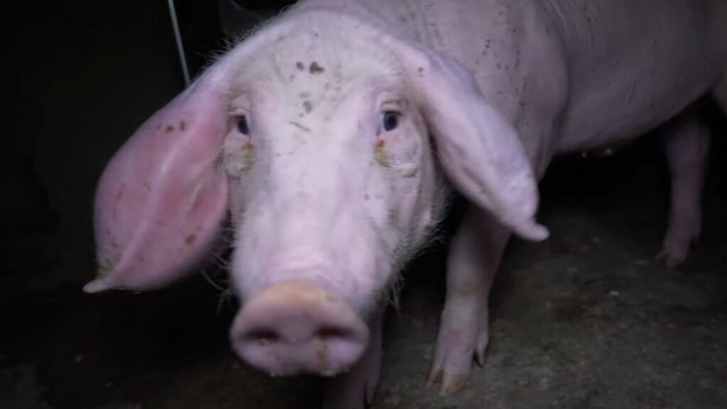 動物愛護シールが貼られた「恐怖の農場」：ネズミの共食いと死体