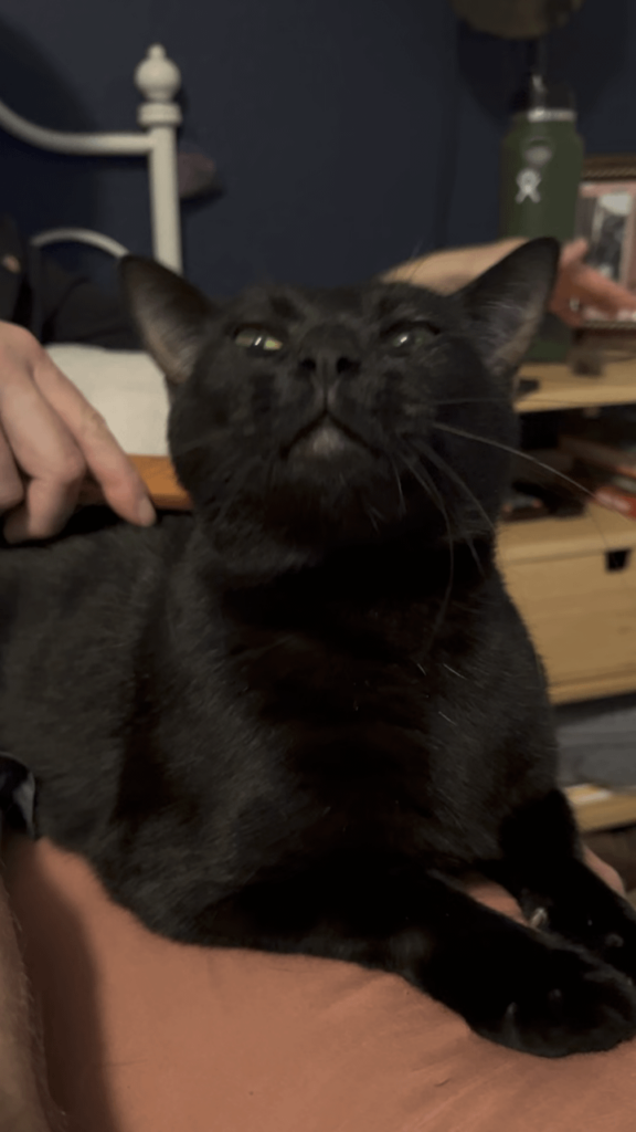 黒猫が大好きです！！