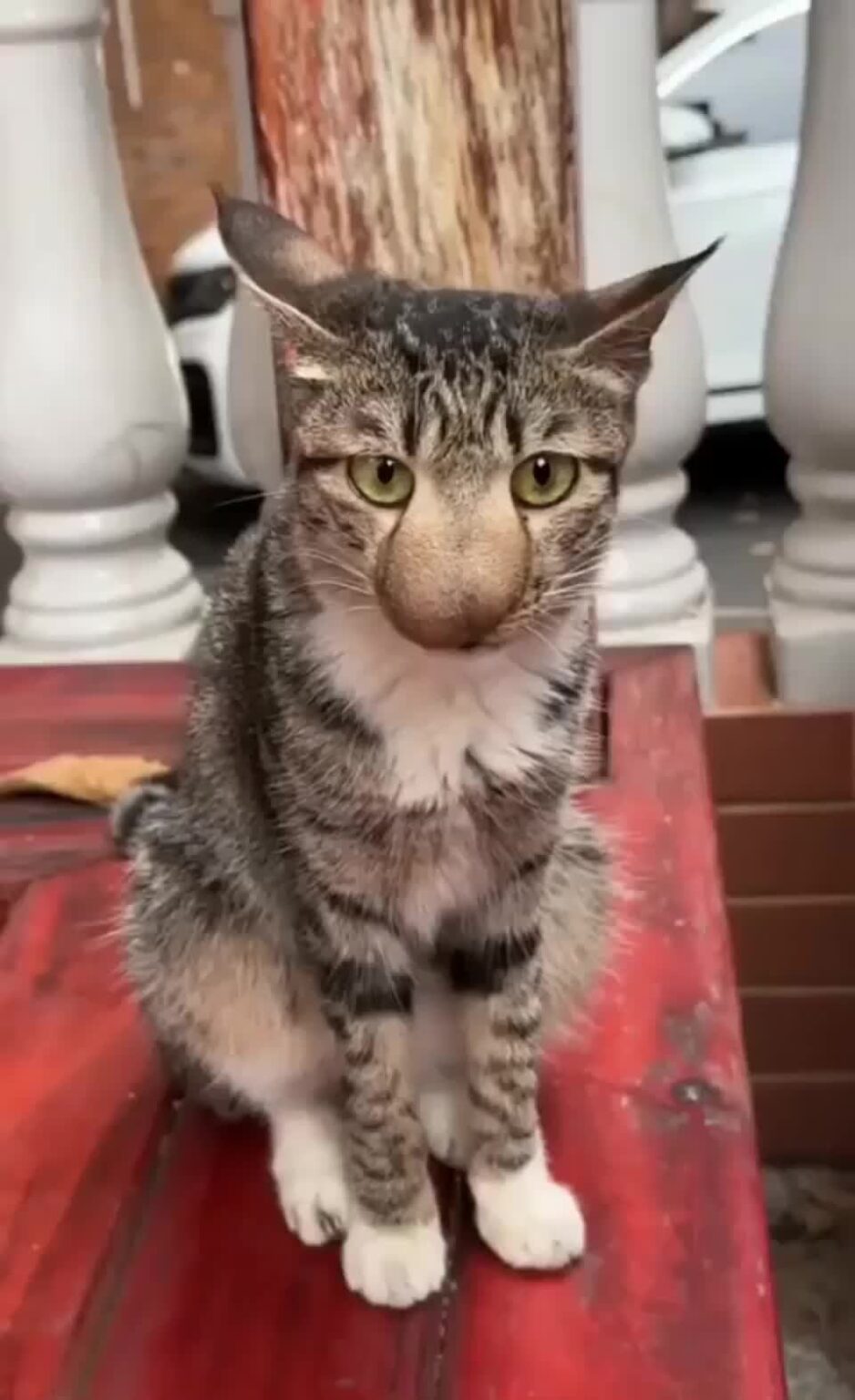 スズメバチに刺された😿