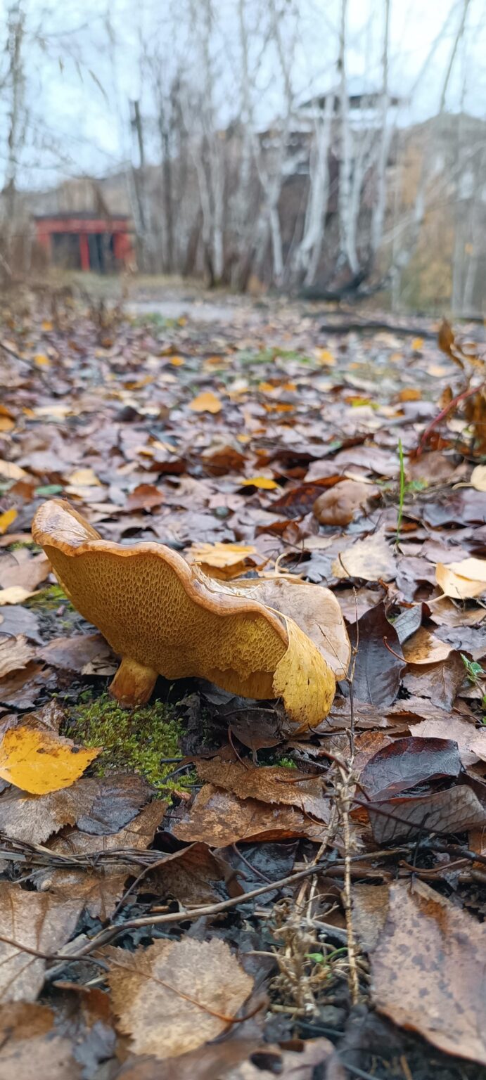ここクラクフでは、11月下旬でもまだいくつか見つけることができます