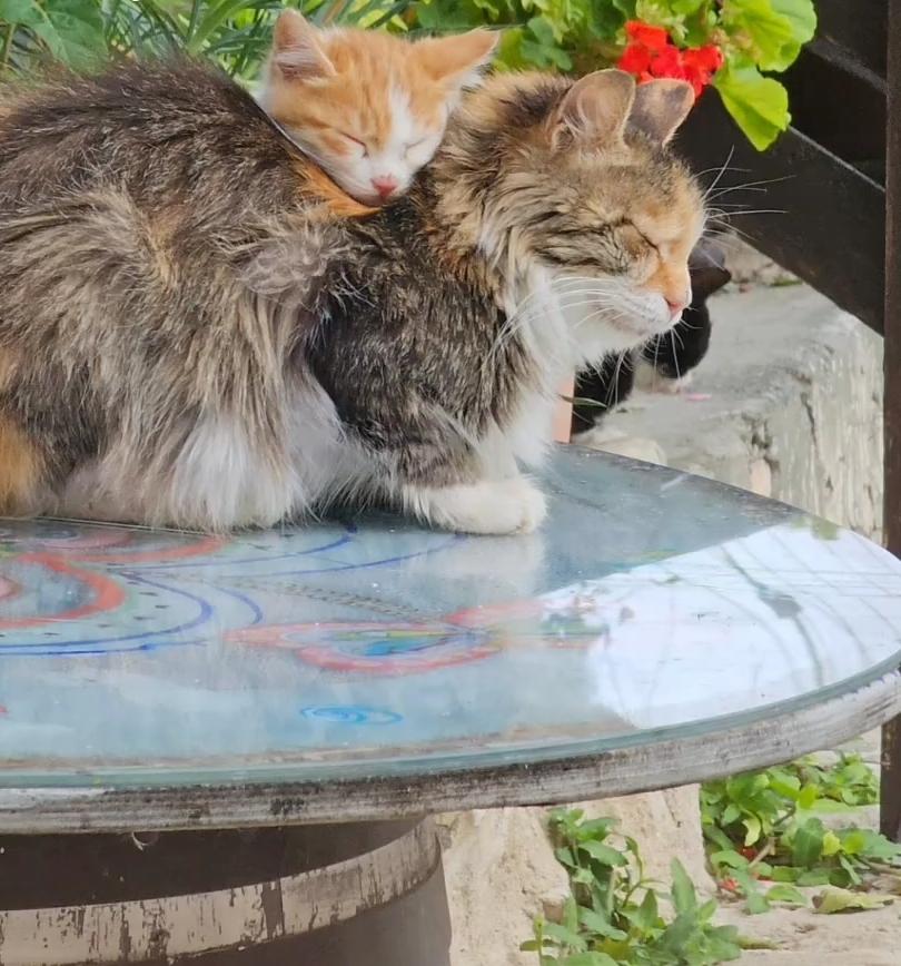 私の叔父はこの母猫と子猫の写真を撮りました。