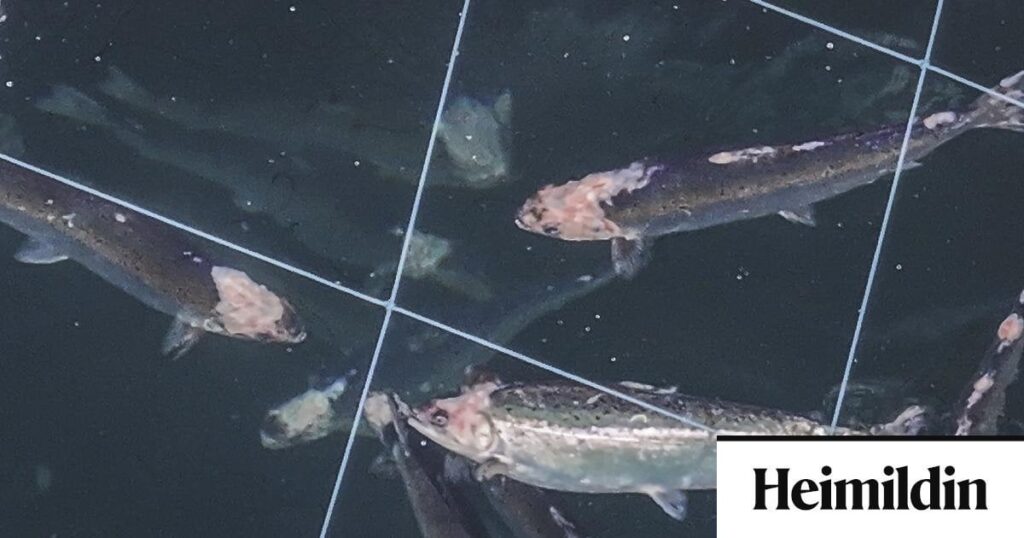 「魚の福祉は私たちにとって最優先です」