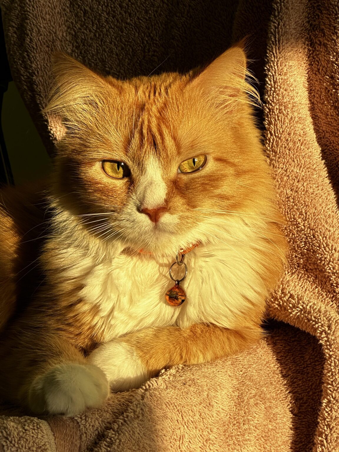 猫を飼っていますか？