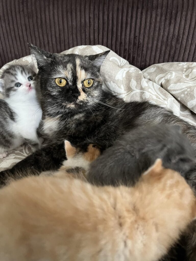 子猫
