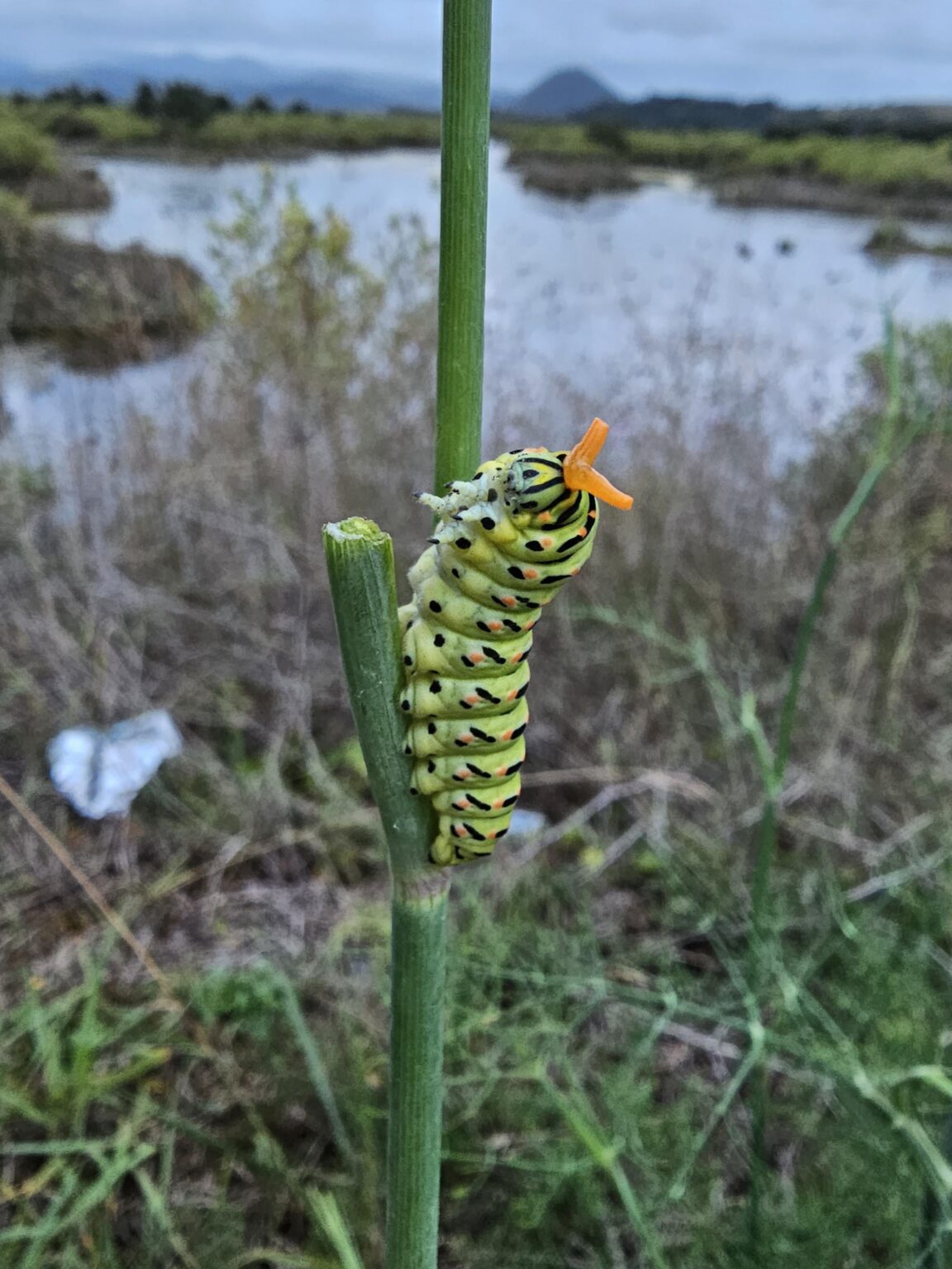 サントーニャ（カンタブリア州）のマカオン蝶の幼虫