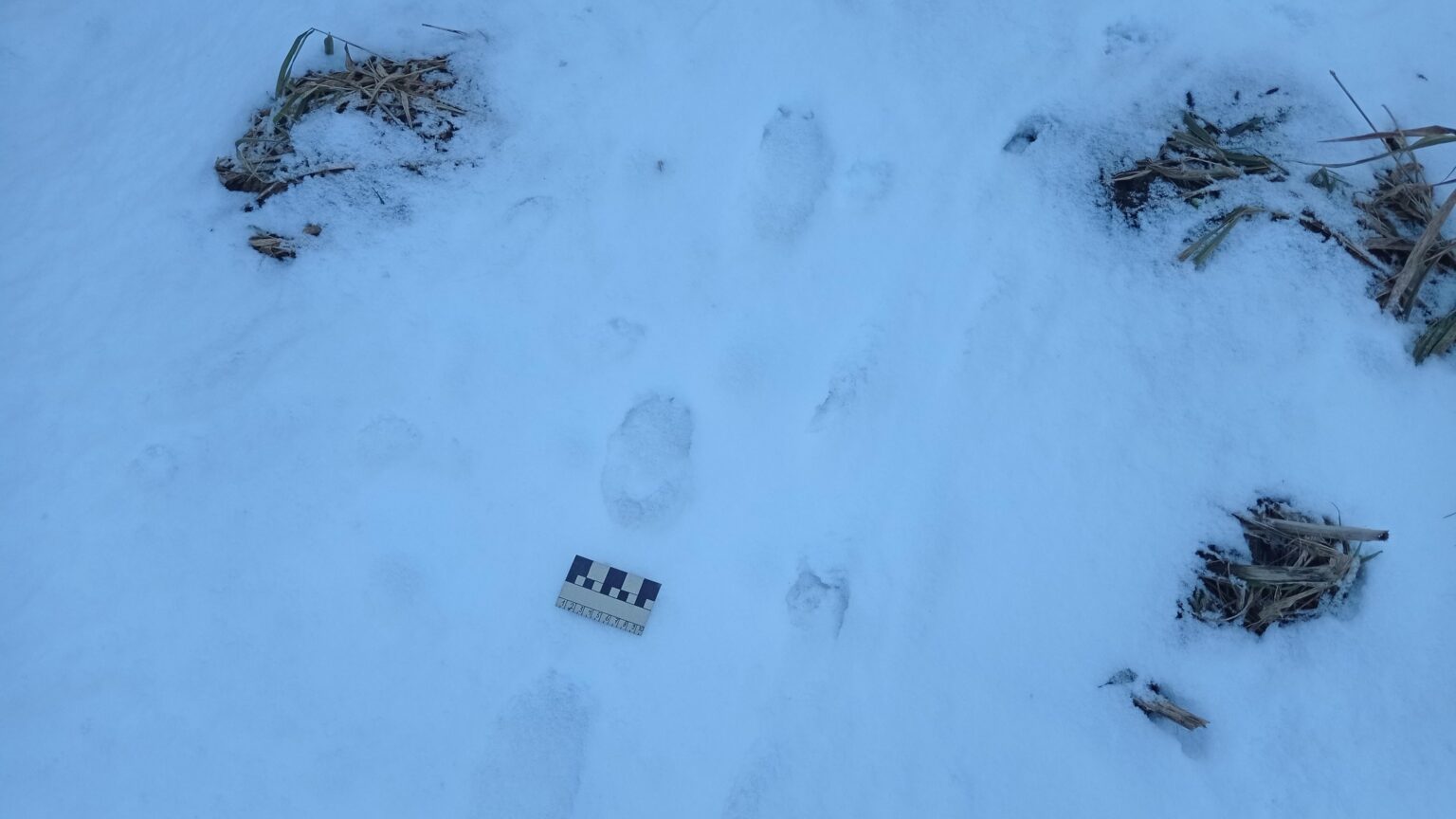 それは小さなクマの足跡でしょうか、それとも大きなオオカミの足跡でしょうか？