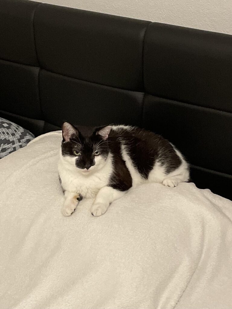 ベトロスで猫が行方不明
