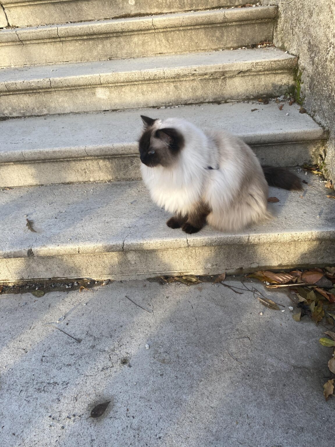 スイスは猫さえも美しいほど美しい