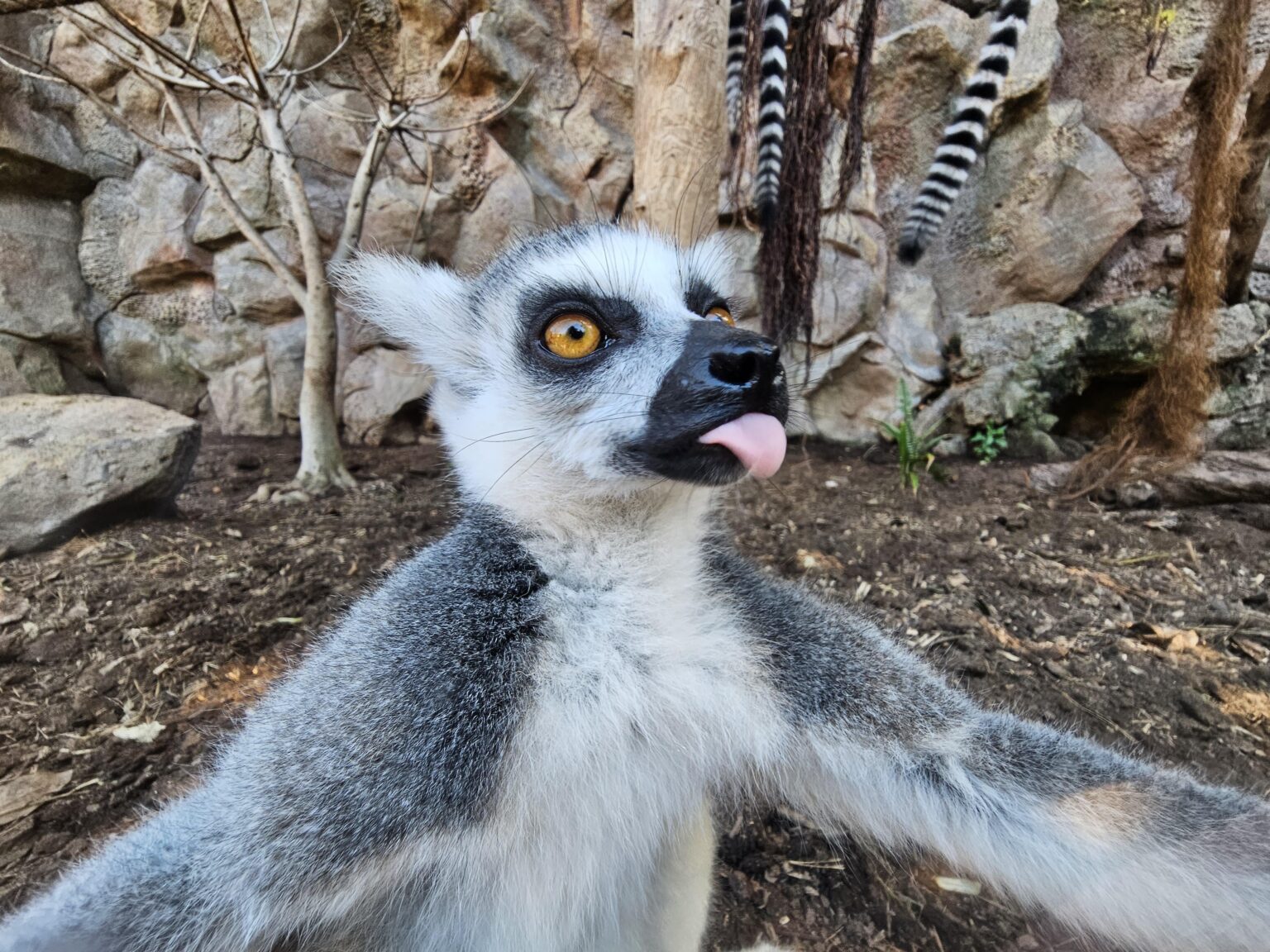 テネリフェ島ロロパルケのワオキツネザル