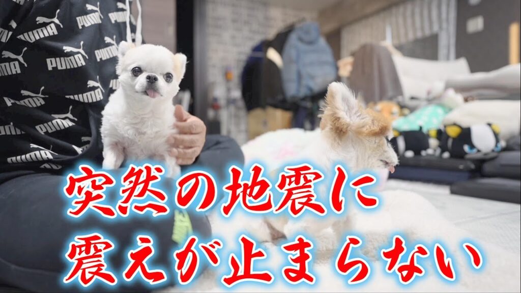 【大津波警報】緊急地震速報が鳴り響く中、震えが止まらない愛犬ティーナ