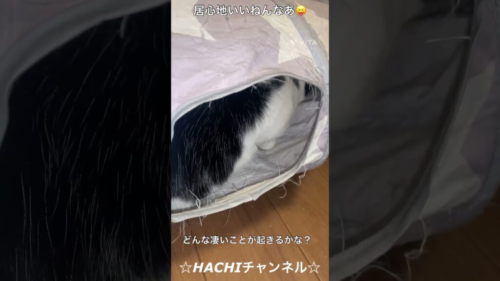 #HACHIチャンネル 793 #ハルノヒ #あいみょん #shorts #876's #HACHI and #NANA and #ROKU #地震 #能登半島地震 #お正月