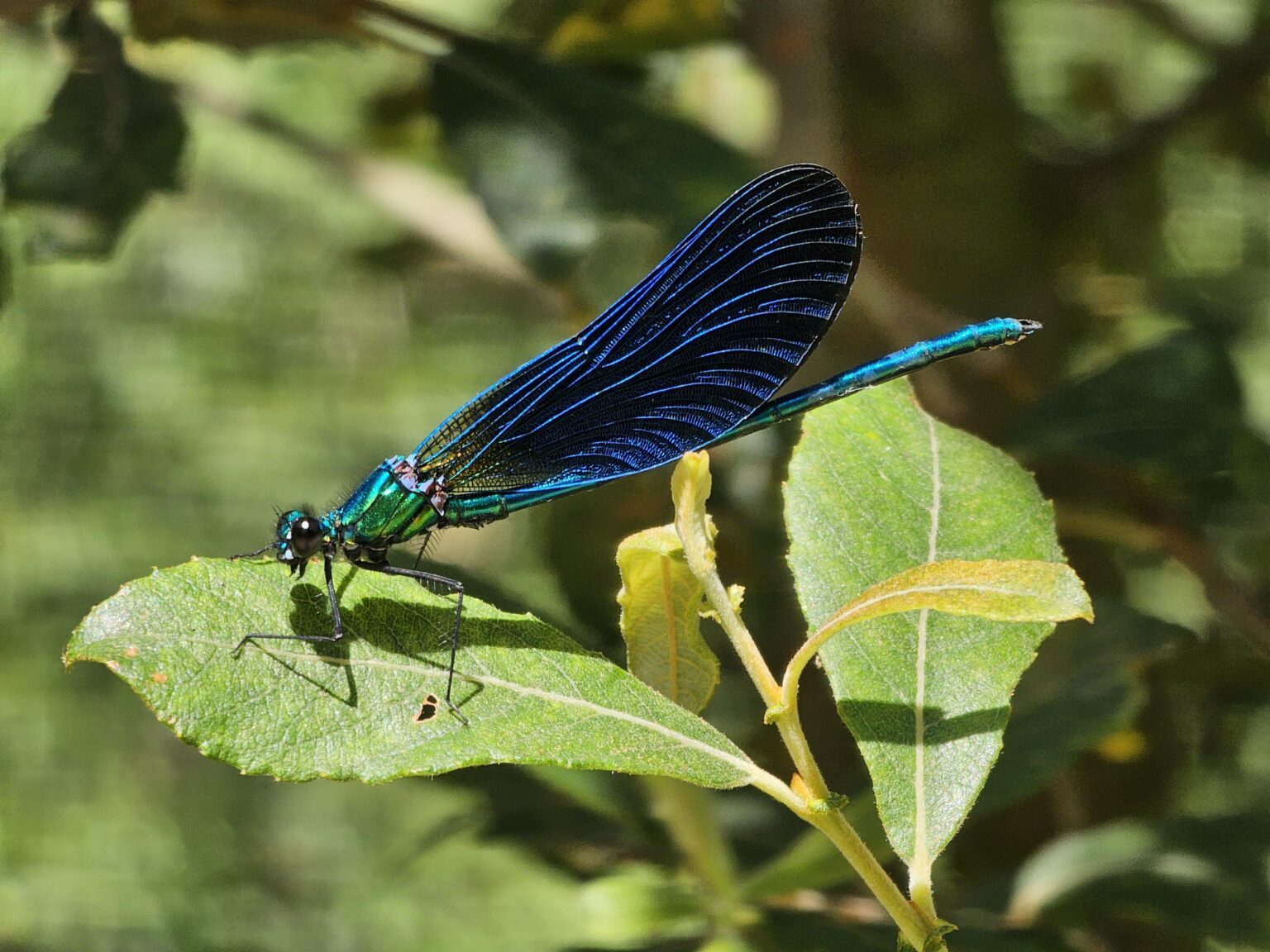 カンタブリア州ポテスの青いイトトンボ (Calopterix virgo)
