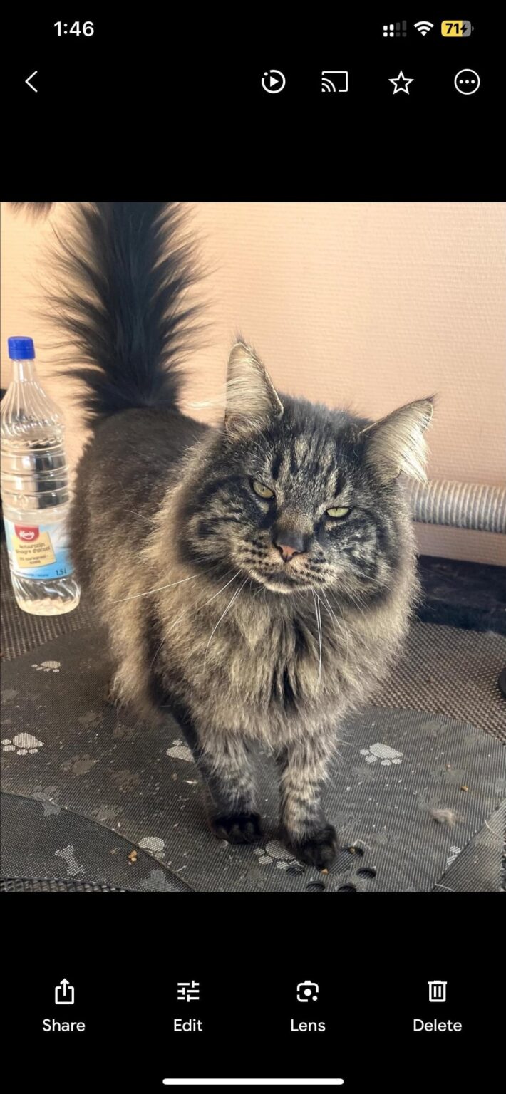 ブギバの迷子猫