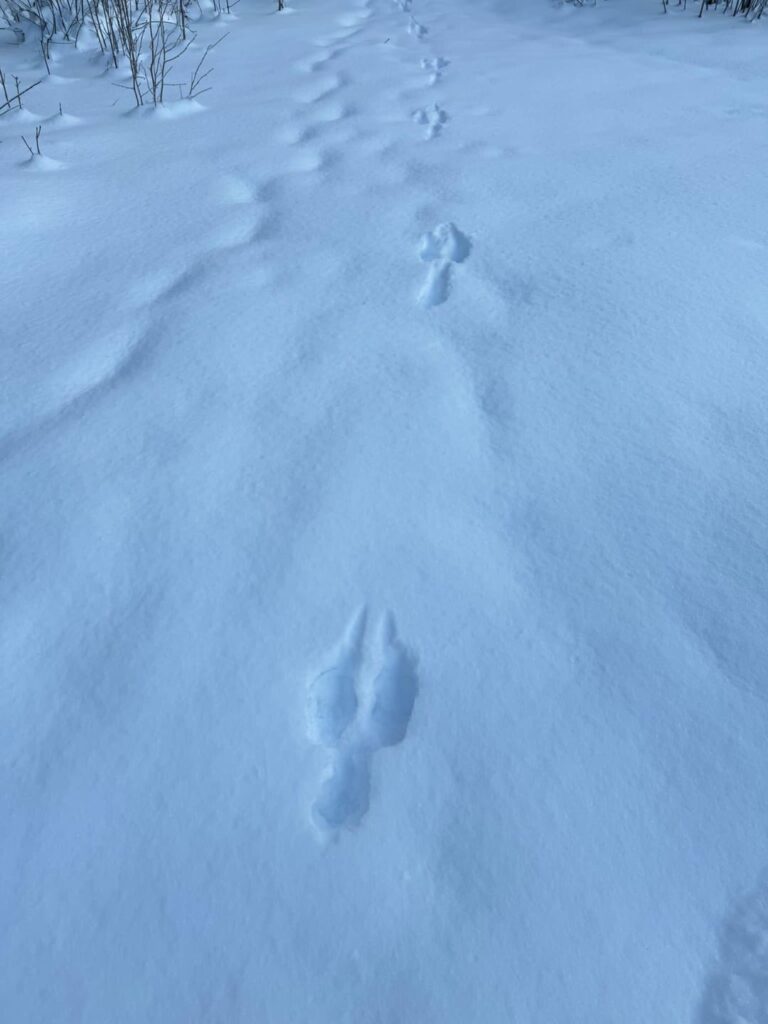 どの動物がこれらの足跡を残したかわかりますか?