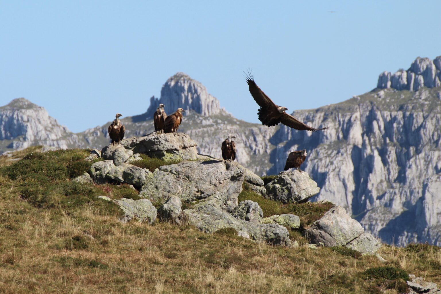 カンタブリア州ポラコリーナのグリフォンハゲワシ