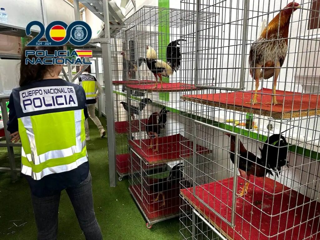 最も純粋なラスベガススタイルで秘密の闘鶏を組織したとして19人が逮捕
