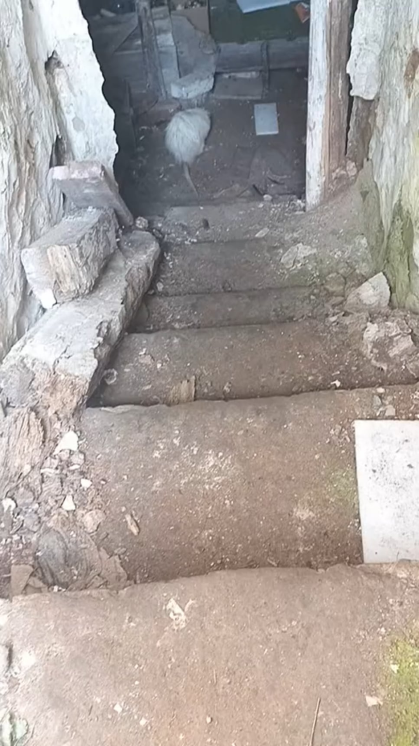 ウクライナの陣地にある巨大ネズミ（「スプリンター」）