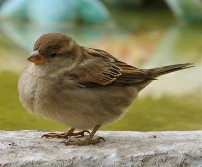 ウィキペディアの国の動物に特化したページでは、「Canis Lupus Italicus」を含む「イタリア」の項目が削除されました。 削除される前に、野鳥観察協会による投票に基づいて、「Passer Italie」がイタリアの項目に追加されていました。 一体なぜこんなことになったのでしょうか？