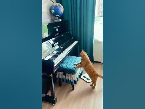 面白いトラックを歌う猫