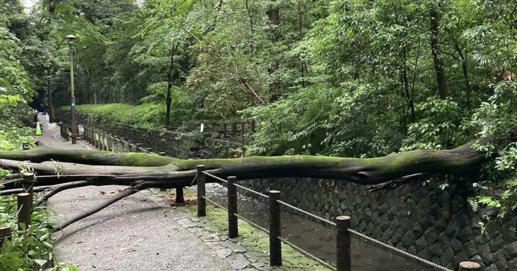 東京２３区唯一の渓谷、立ち入りが制限 ナラ枯れ被害で倒木の恐れ 等々力渓谷公園