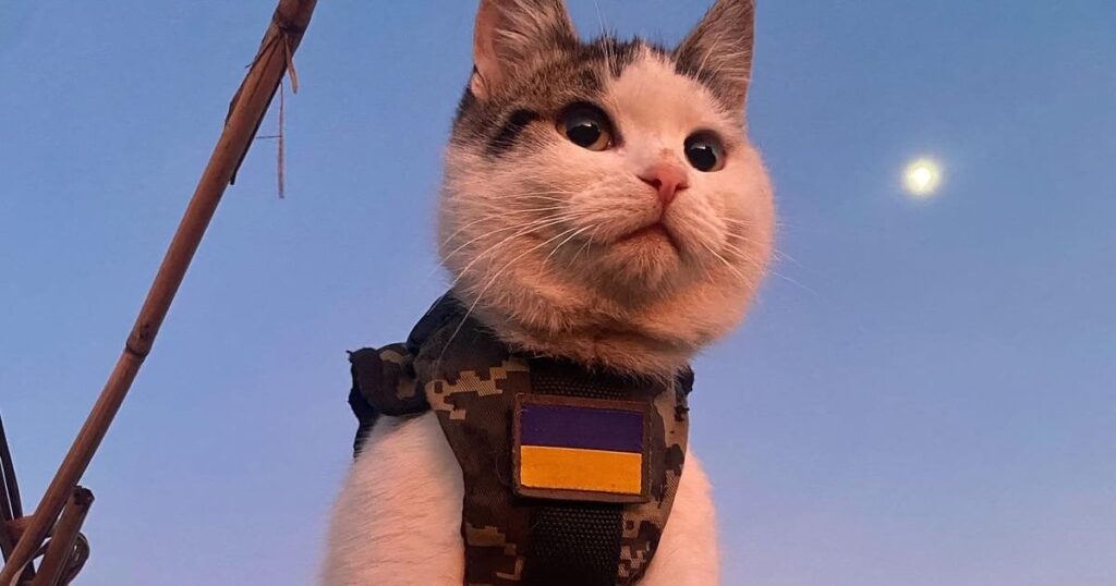 戦争猫：ウクライナがロシアとの戦いに猫の友人たちを協力させる