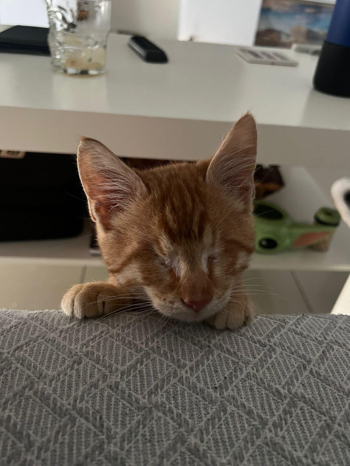 愛らしい盲目のオレンジ色の子猫の永遠のお家を探しています💕