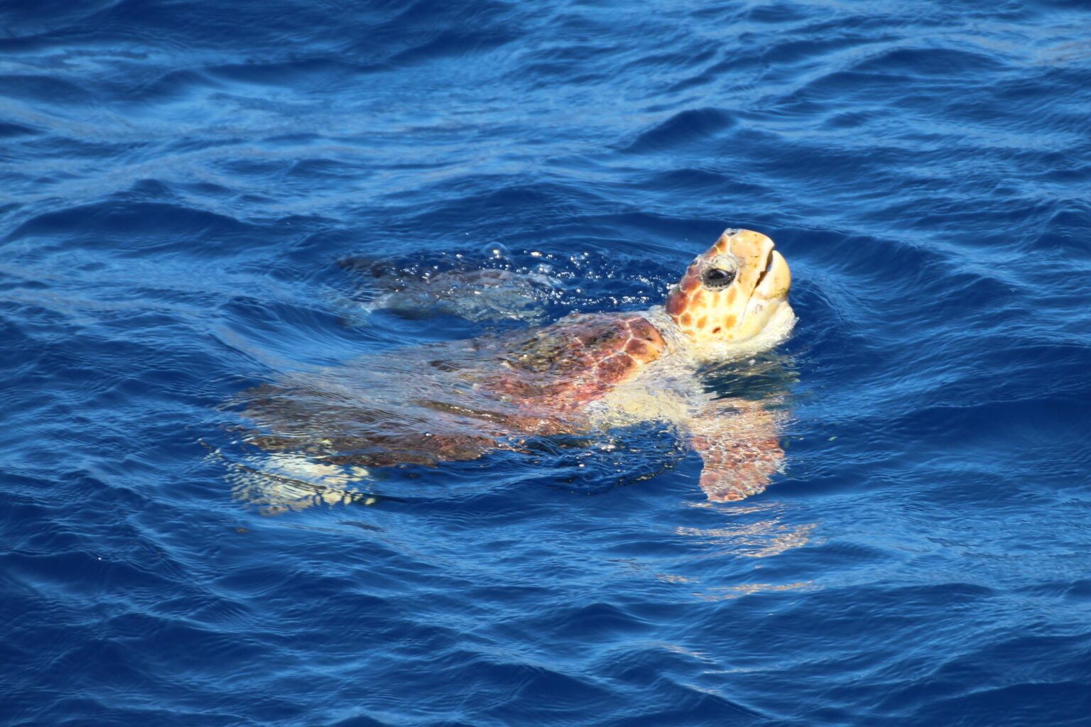 カナリア諸島、テネリフェ島のアカウミガメ
