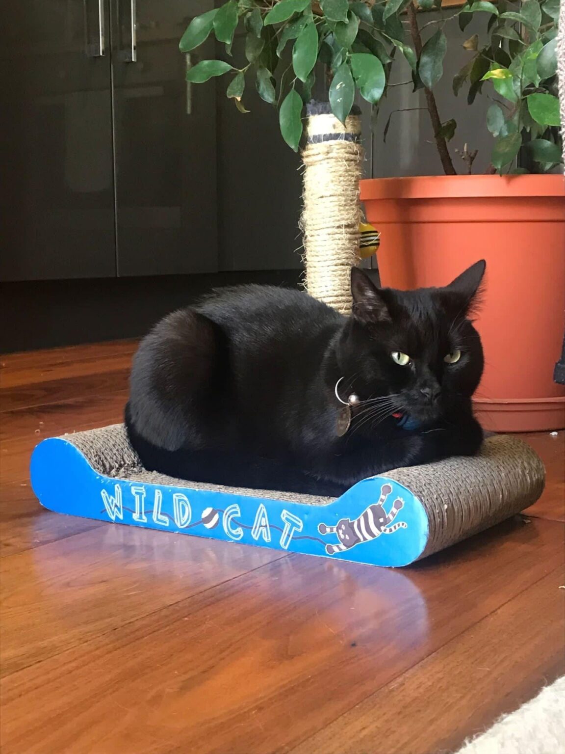 猫と一緒にオスロへ飛ぶ