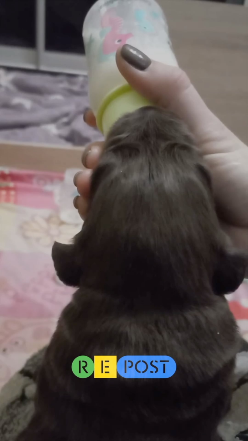 ミサイル攻撃を受けたハリコフのラブラドール犬舎。 犬舎の職員はフェイスブックに「私たちは生きている」と書いた。