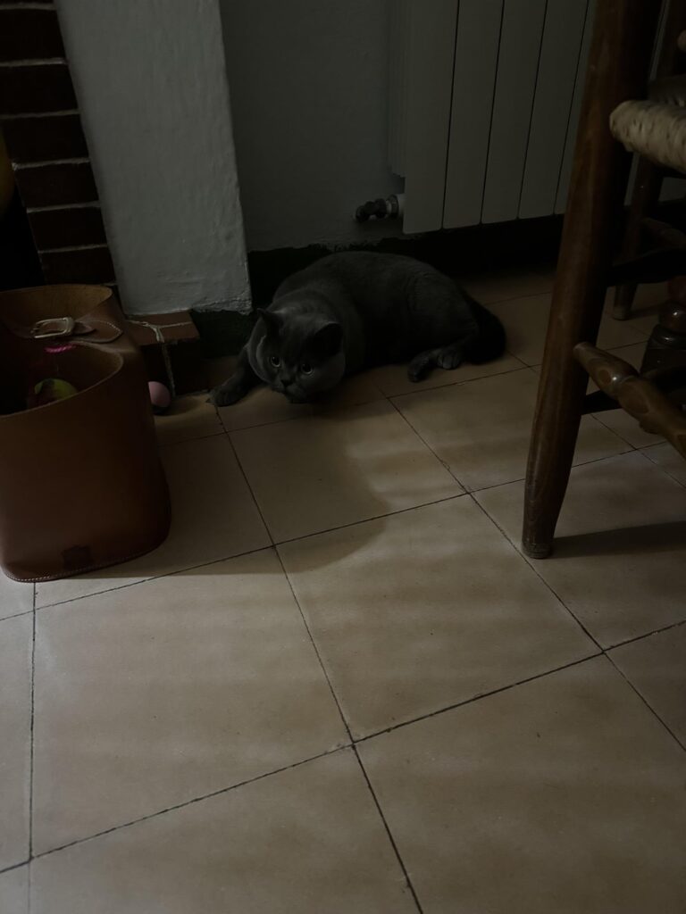 😹