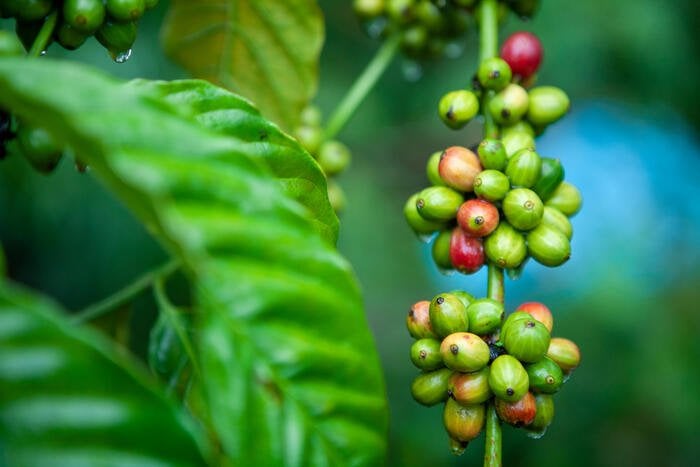 アラビカ種コーヒーの最も完全な遺伝子地図がイタリアで再構築された。アラビカ種は世界のコーヒー生産量の60％以上を占めている。
