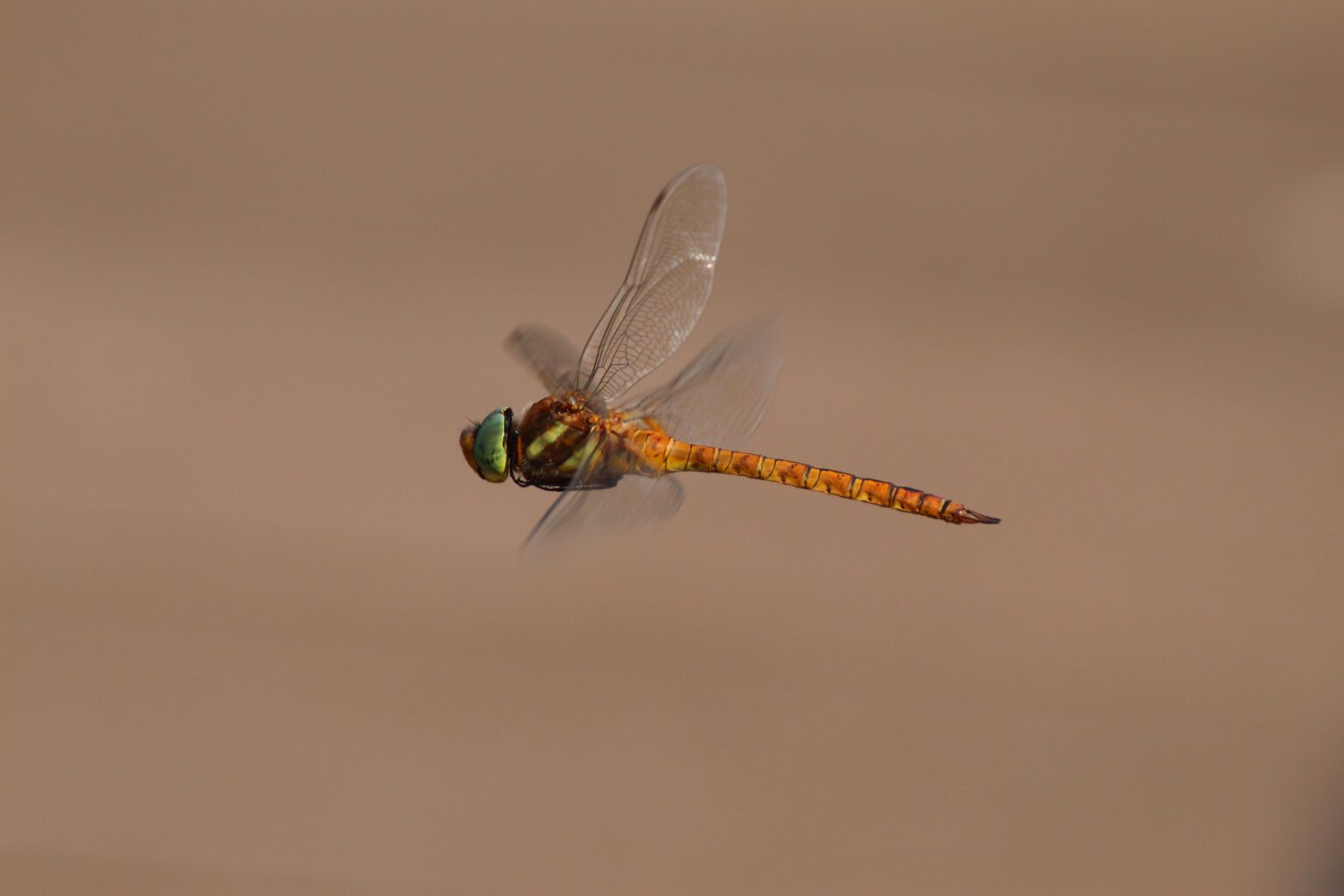 𝘈𝘦𝘴𝘩𝘯𝘢 𝘪𝘴𝘰𝘤𝘦𝘭𝘦𝘴 in サンタンデール、カンタブリア