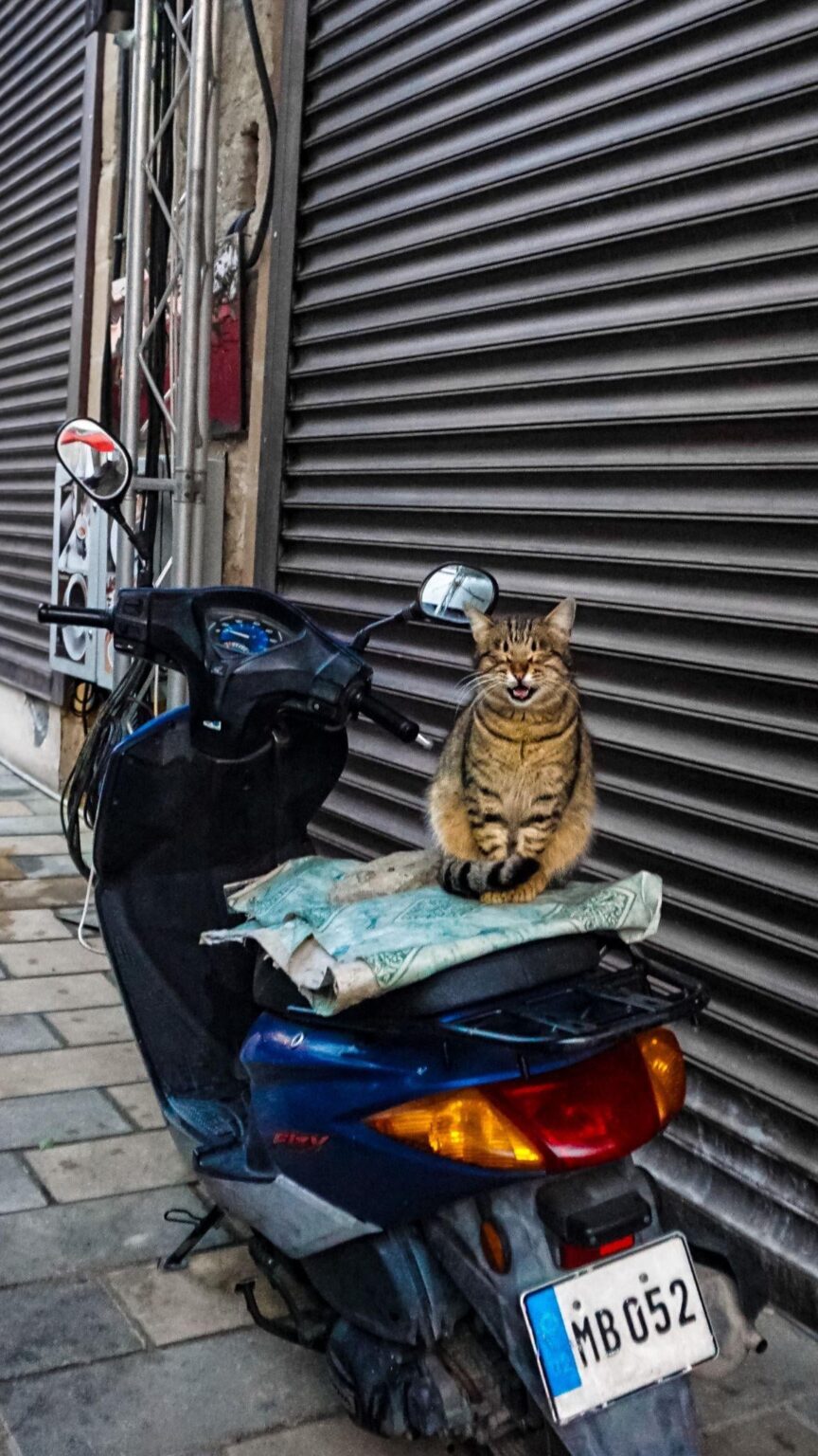 キプロスでスクーターに乗って微笑む猫を発見