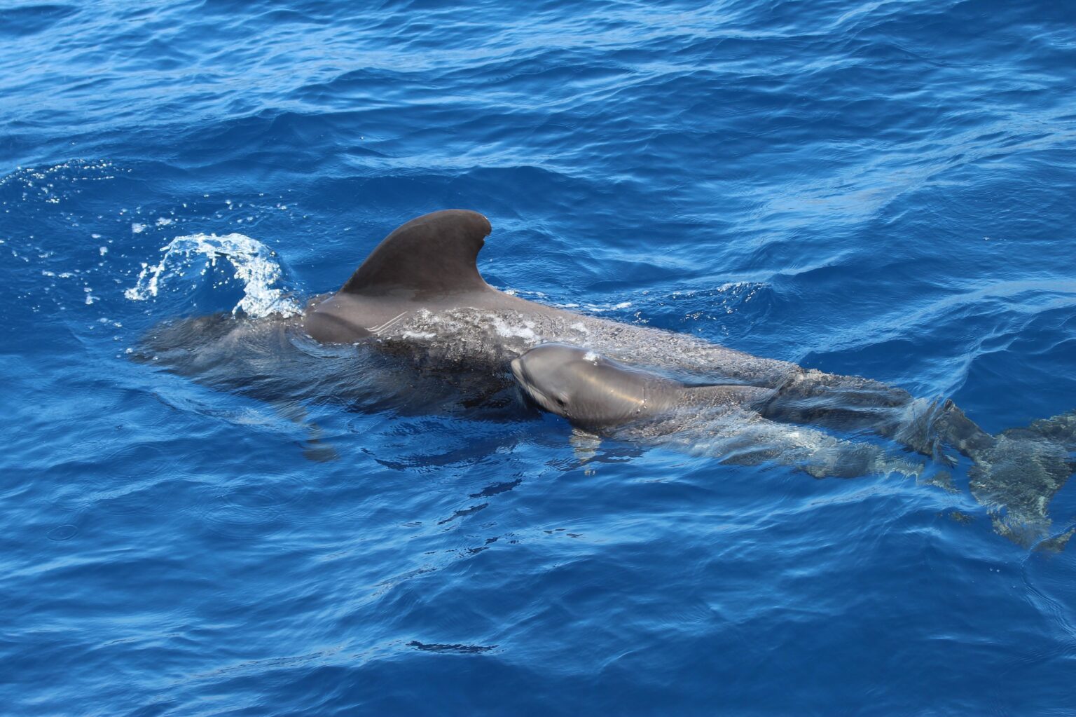 カナリア諸島、テネリフェ島の熱帯ゴンドウクジラとヒナ