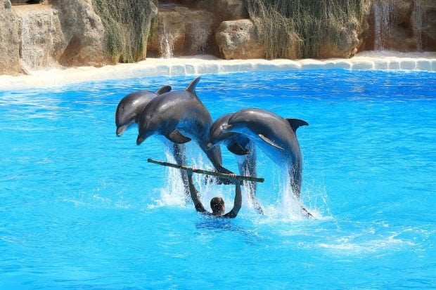 バレンシアの教師がイルカ水族館への修学旅行に反発