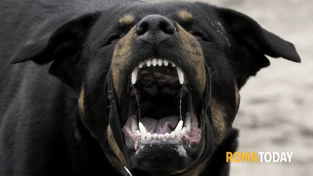 ジョギング中に犬にひっかかれる。 彼は助けが到着する前に死亡した