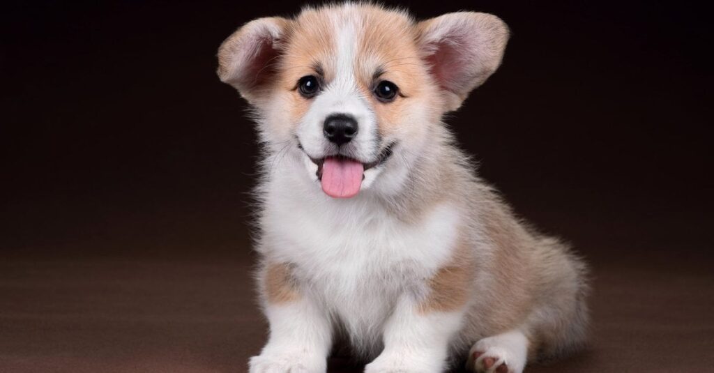 しかし、警察は犬の事件に関する情報を受け取りました